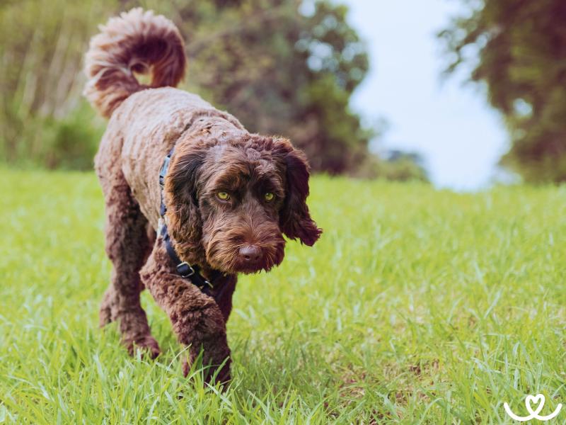 Psi-plemeno-labradoodle (11)